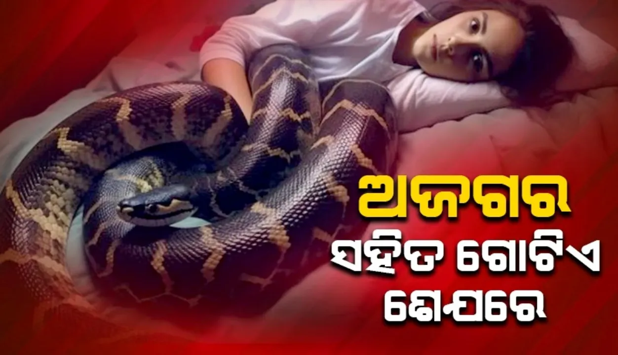  girl-lies-down-with-a-giant-snake Photograph: (Sambad.in) 