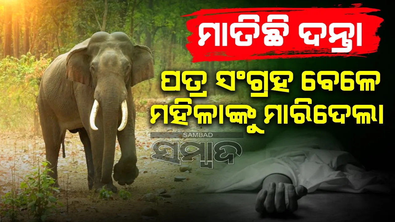  Elephant kills woman in Jujumura of Sambalpur district. Photograph: (Sambad ) 