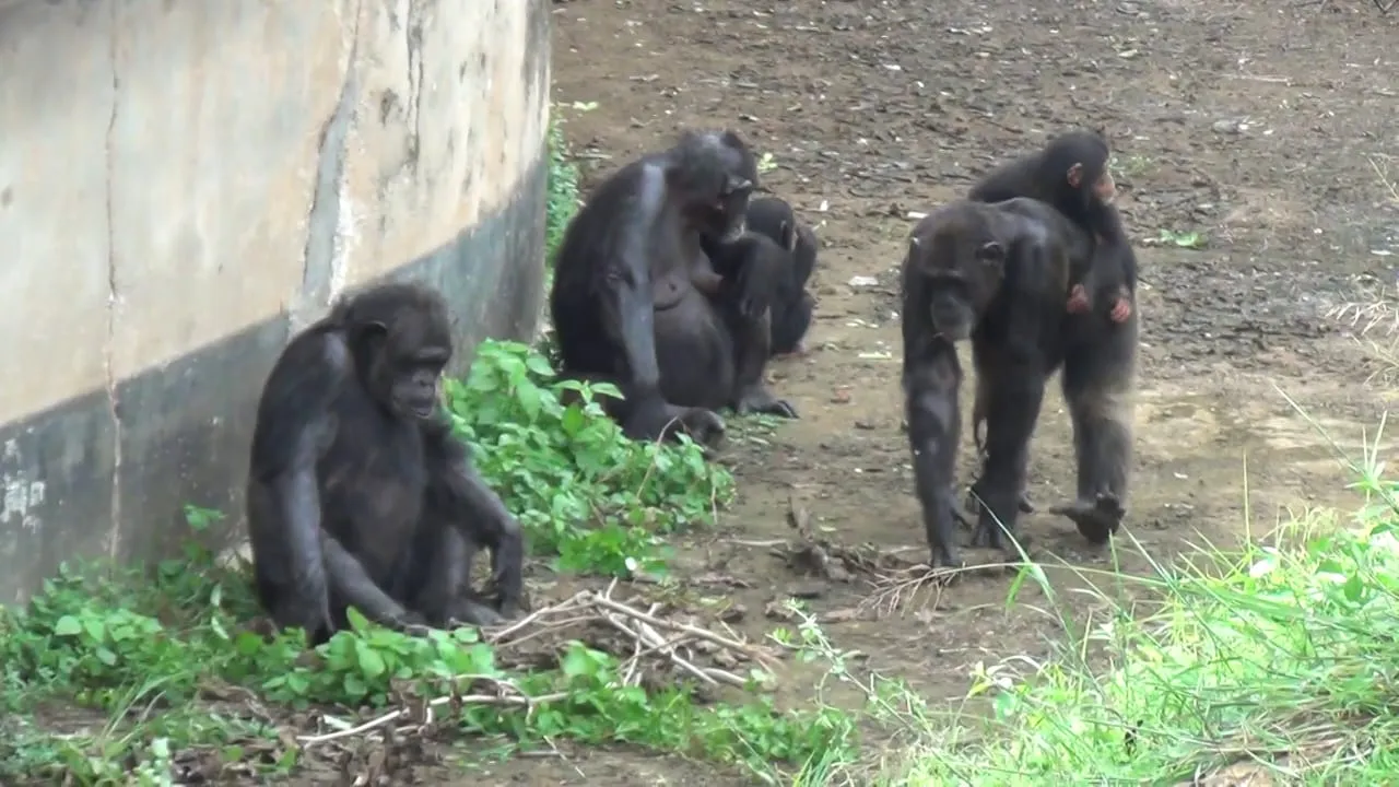  Nandankanan zoo Photograph: (Sambad ) 
