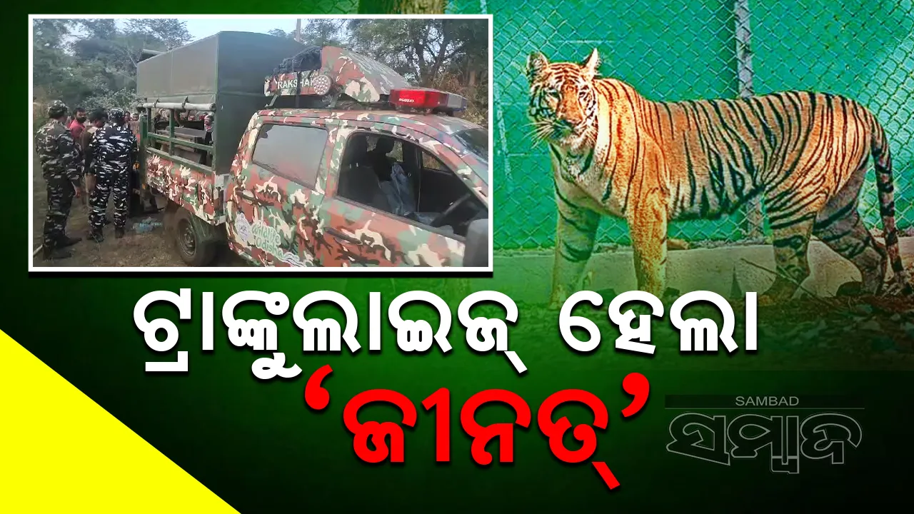  ଓଡ଼ିଶାରୁ ଖସିଯାଇଥିଲା ଜୀନତ, ପଶ୍ଚିମବଙ୍ଗରେ ଜନ୍ତାରେ ଫସିଲା ବାଘୁଣୀ