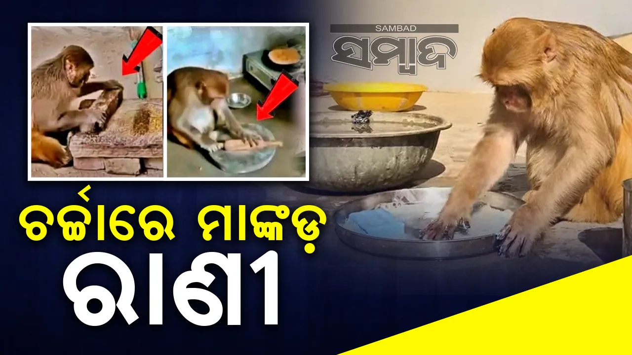 ମା’ ସହିତ ମିଶି ଘର କାମ କରିଥାଏ ମାଙ୍କଡ଼ ରାଣୀ