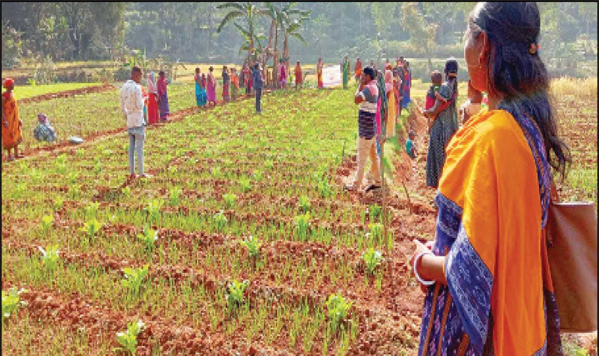  କୋରାପୁଟରୁ ଉତ୍ପାଦନ, ଲାଭ ପାଉଛି ଆନ୍ଧ୍ର
