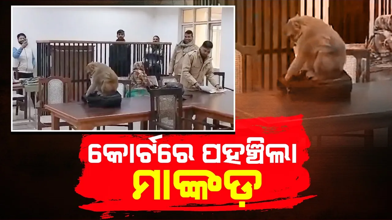  କୋର୍ଟ ଭିତରେ ପଶିଲା ମାଙ୍କଡ଼; ବିଚାରପତିଙ୍କ ସମେତ ଅନ୍ୟ କର୍ମଚାରୀ ହେଲେ ଭୟଭୀତ