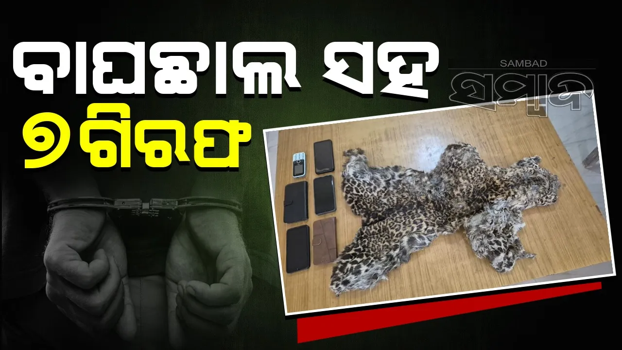  Tiger skin seized Photograph: (sambad.in) 
