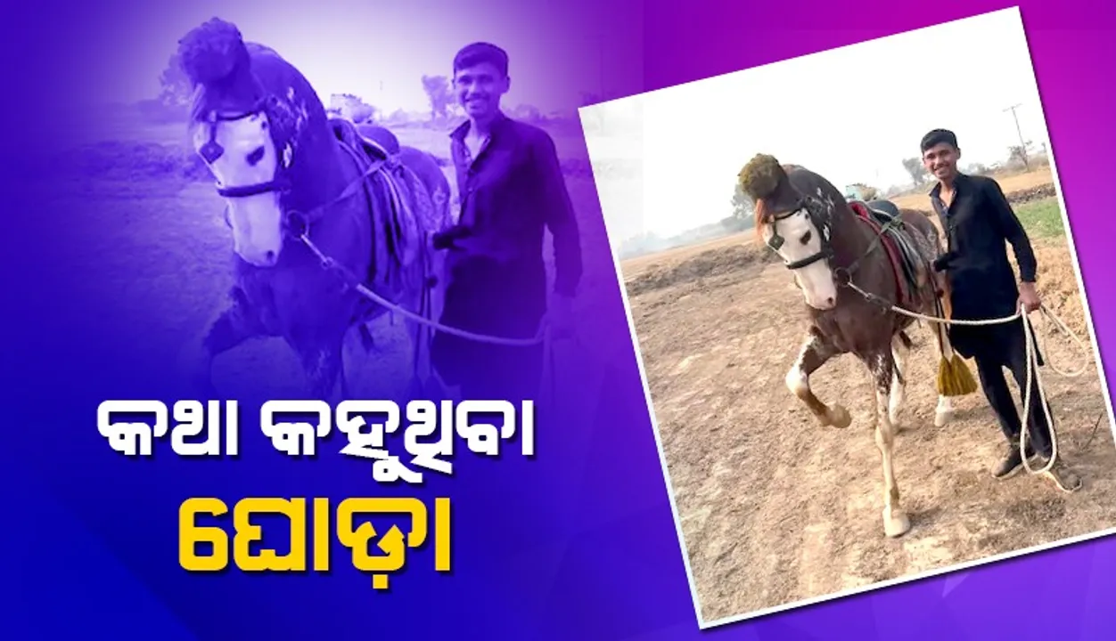  ମଣିଷ କଥାରେ ତାଳ ଦେଇ କଥା ହେଉଛି ଘୋଡ଼ା