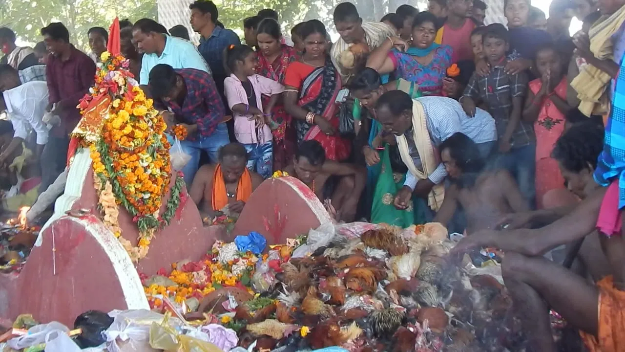  ଆଦିବାସୀଙ୍କ ପାରମ୍ପରିକ ଶୁଳିଆ ଯାତ୍ରା ଆରମ୍ଭ, ରକ୍ତରଞ୍ଜିତ ହେଲା ଶୁଳିଆ ପୀଠ