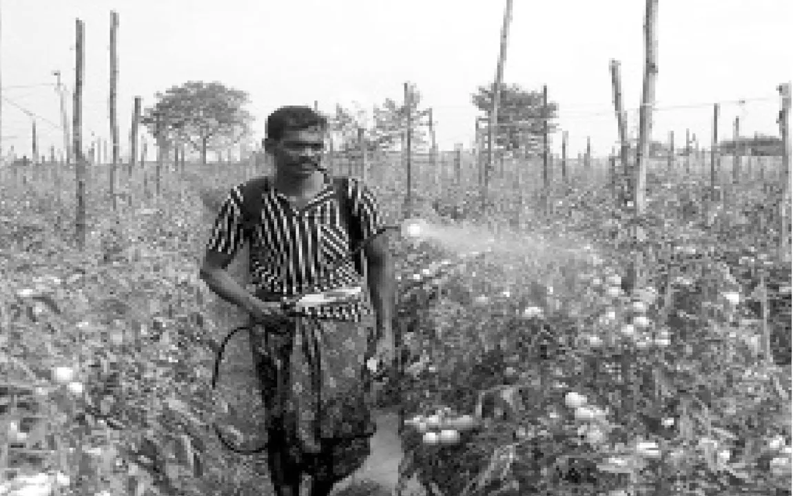 ବଣିଜ ବିଚାର: ଚାଷ ବୃତ୍ତି ନ ହୋଇ ବ୍ୟବସାୟ ହେଉ