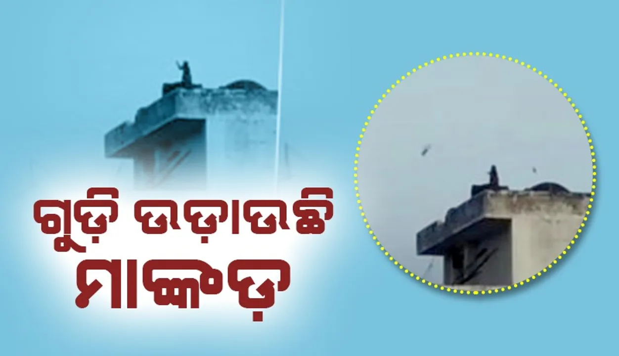  ମଣିଷ ଭଳି ଛାତ ଉପରେ ବସି ଗୁଡ଼ି ଉଡ଼ାଉଛି ମାଙ୍କଡ଼
