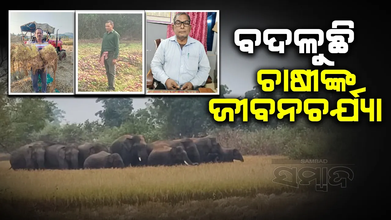  ଲୋପ ପାଇଗଲାଣି ଏକାଧିକ ପାରଂପରିକ ଧାନ ଫସଲ
