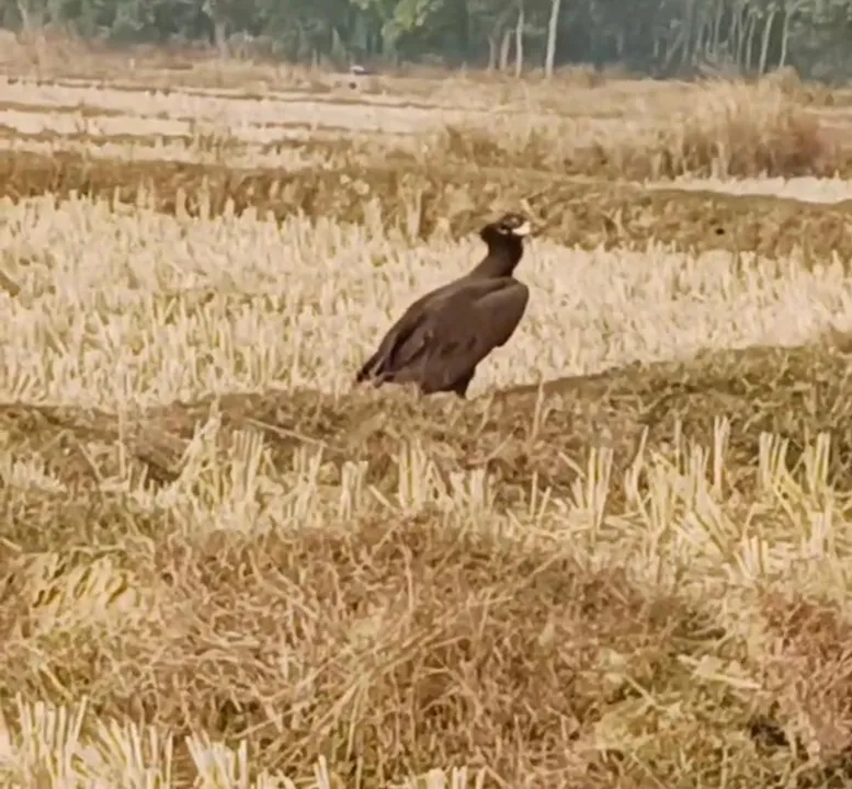  ଖଇରାରେ ବିରଳ ପକ୍ଷୀ