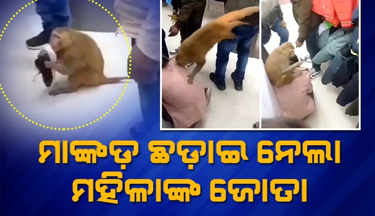  ମଲ୍‌ ଭିତରେ ମହିଳାଙ୍କ କାନ୍ଧରେ ବସି ପାଦରୁ ଜୋତା ଛଡ଼ାଇ ନେଲା ମାଙ୍କଡ଼