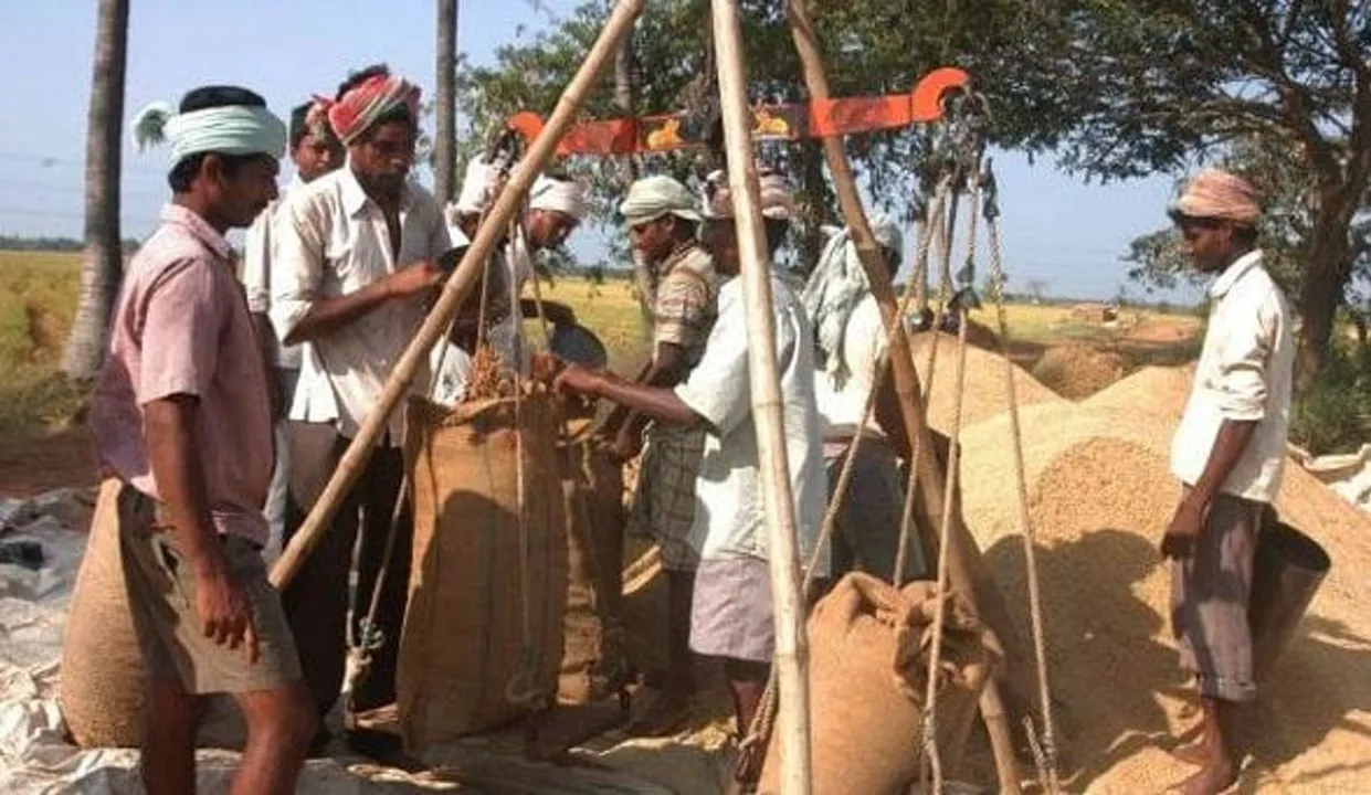  paddy procurement odisha 