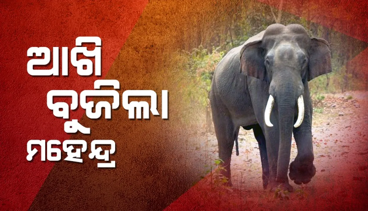  ଆଖି ବୁଜିଲା ଶିମିଳିପାଳର ୬୫ ବର୍ଷ ବୟସ୍କ ହାତୀ ମହେନ୍ଦ୍ର