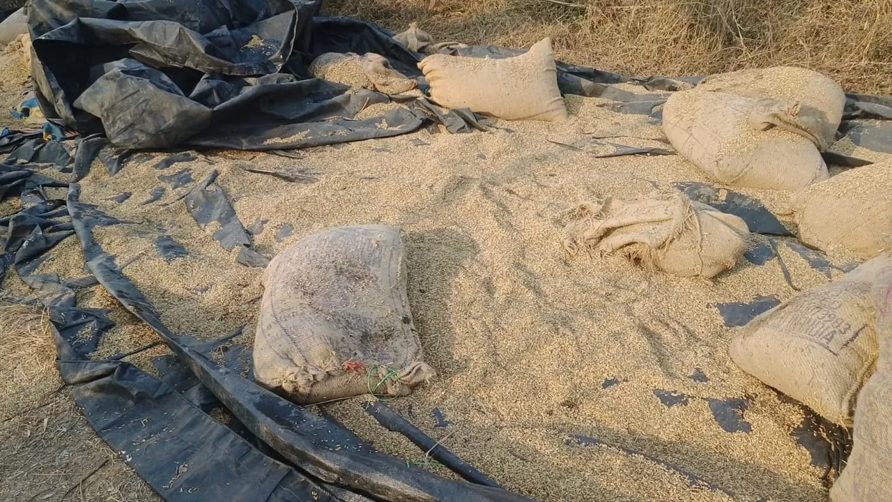  ମୁରିବାହାଲରେ ୯ ଟିକିଆ ହାତୀପଲଙ୍କ ଆତଙ୍କ, ଖାଇ ଦେଲେ ୭୦ ବସ୍ତା ଧାନ