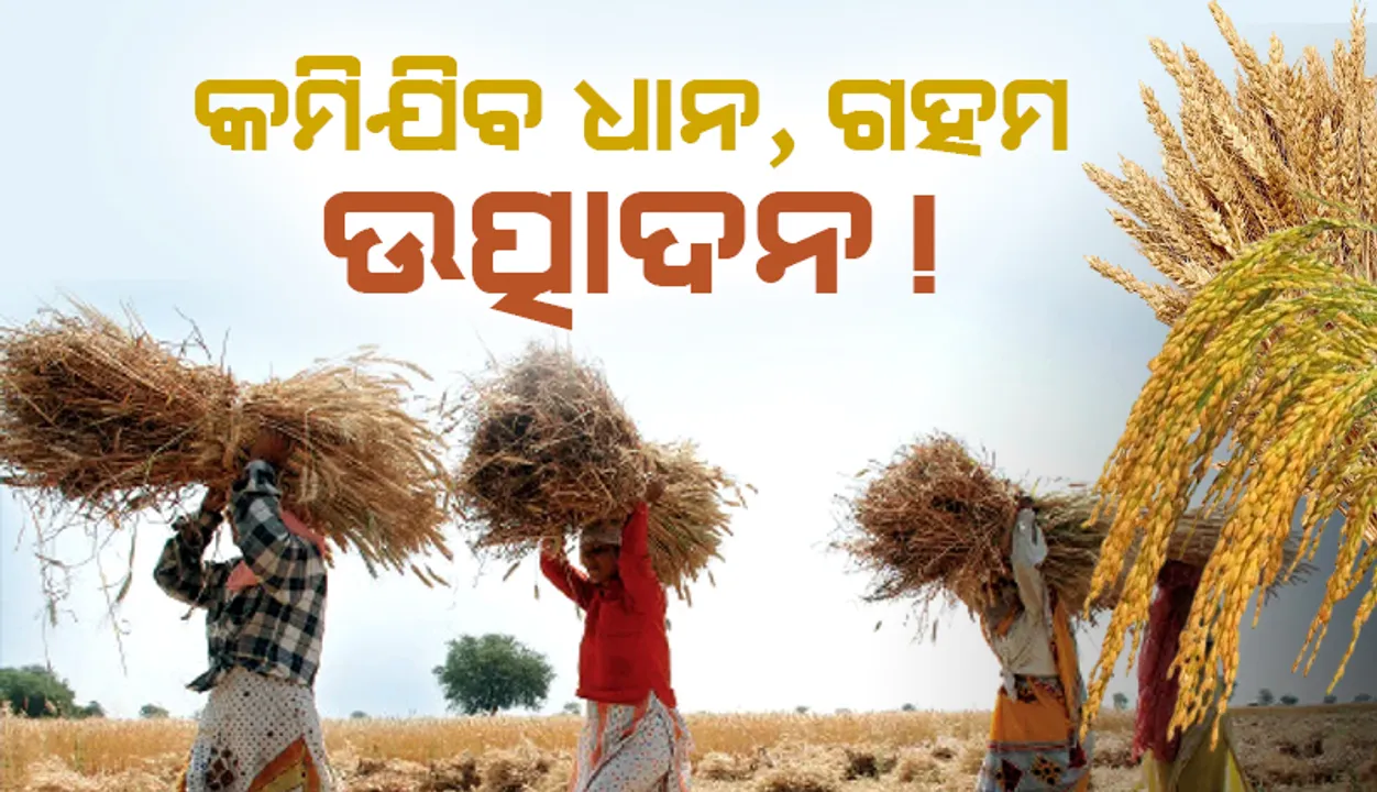  କମିଯିବ ଧାନ, ଗହମ ଉତ୍ପାଦନ!
