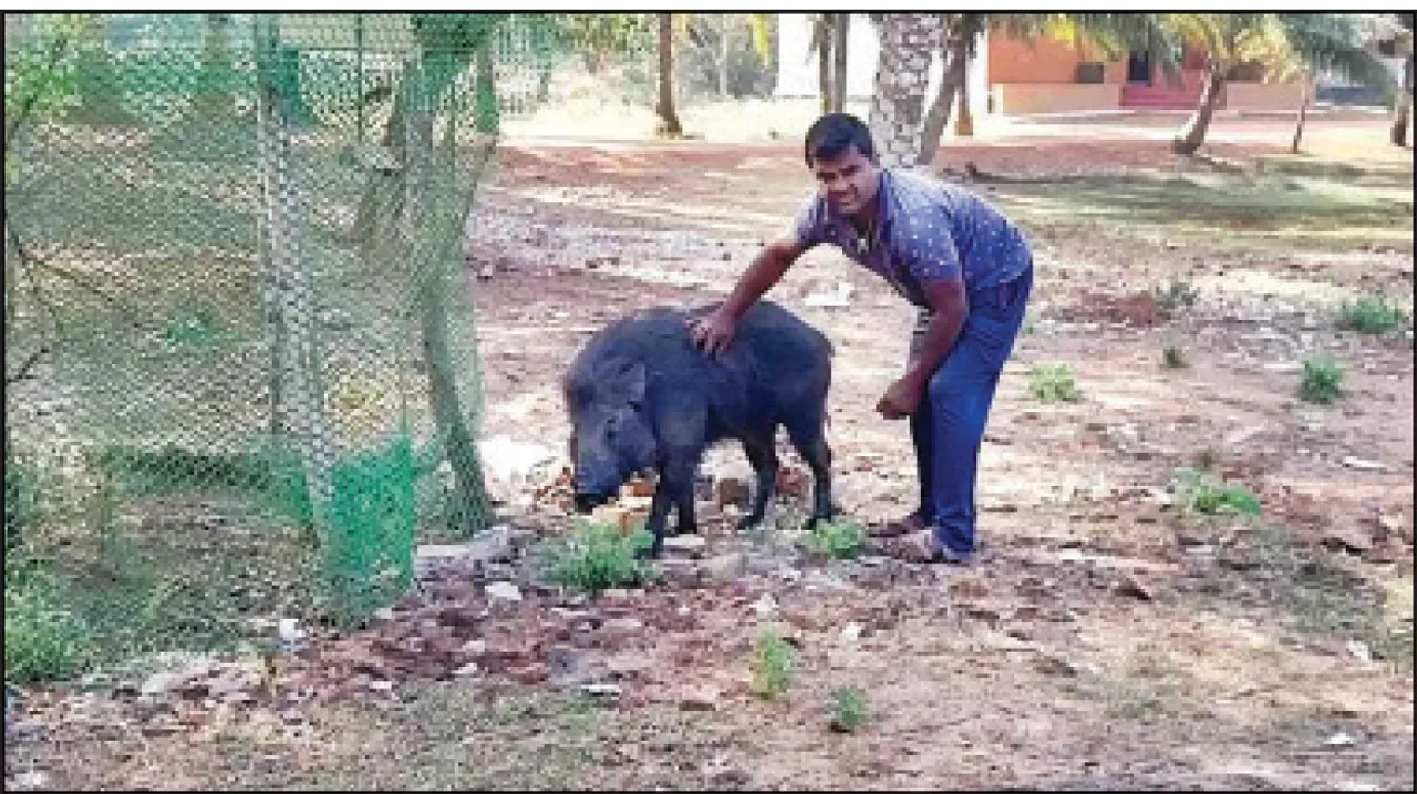  ବନ କର୍ମଚାରୀଙ୍କ ପ୍ରେମରେ ଜଙ୍ଗଲୀ ବାର୍‌ହା: ‘ଗୁଡୁ’ ଡାକ ଶୁଣି ଦୌଡ଼ି ଆସୁଛି