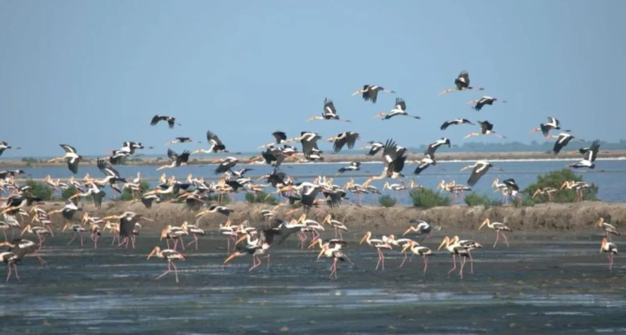  Bhitarkanika Bird Count from 18th January 