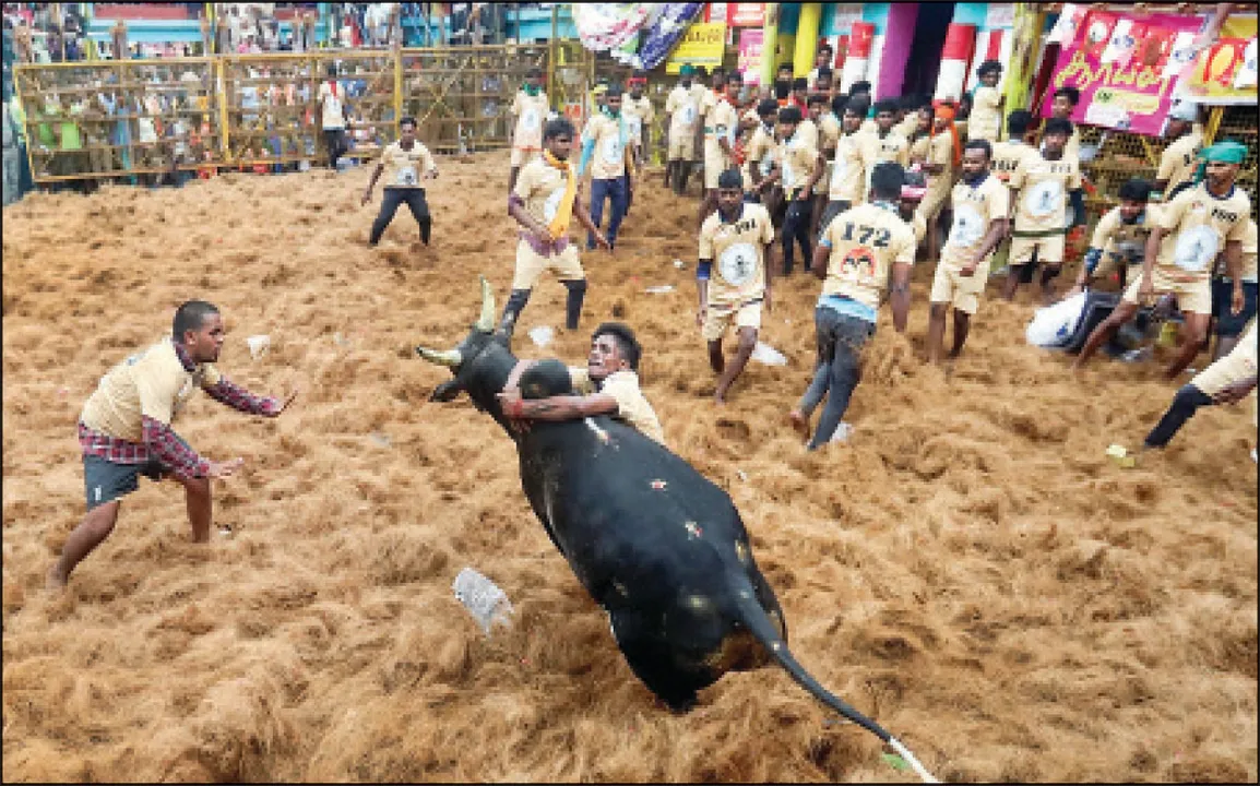  ଜାଲିକାଟୁ ମହୋତ୍ସବରେ ୭ ମୃତ: ୪୦୦ରୁ ଅଧିକ ଆହତ, ୨ ଷଣ୍ଢ ମଧ୍ୟ ପ୍ରାଣ ହରାଇଛନ୍ତି