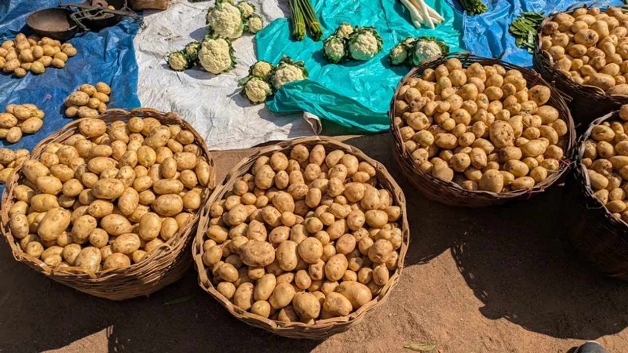  Koraput potatoes Photograph: (Sambad ) 