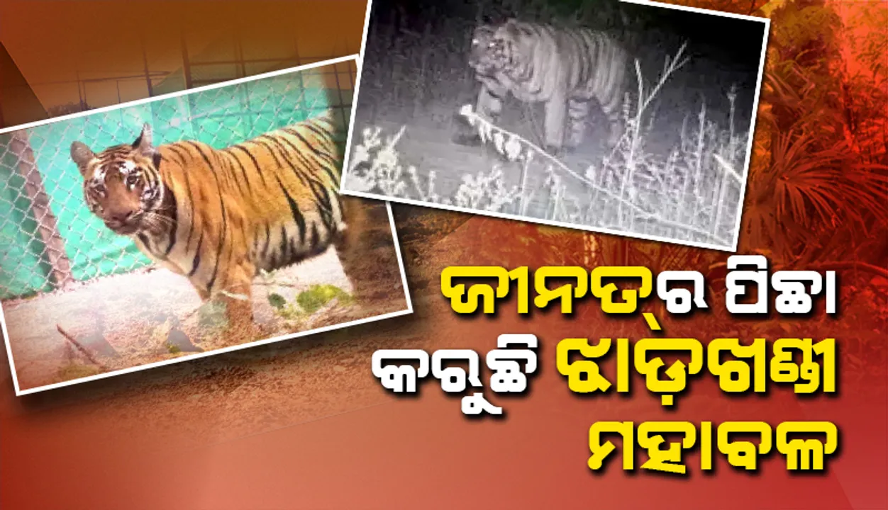  ଜୀନତ୍‌ର ପିଛା କରୁଛି ଝାଡ଼ଖଣ୍ଡୀ ମହାବଳ