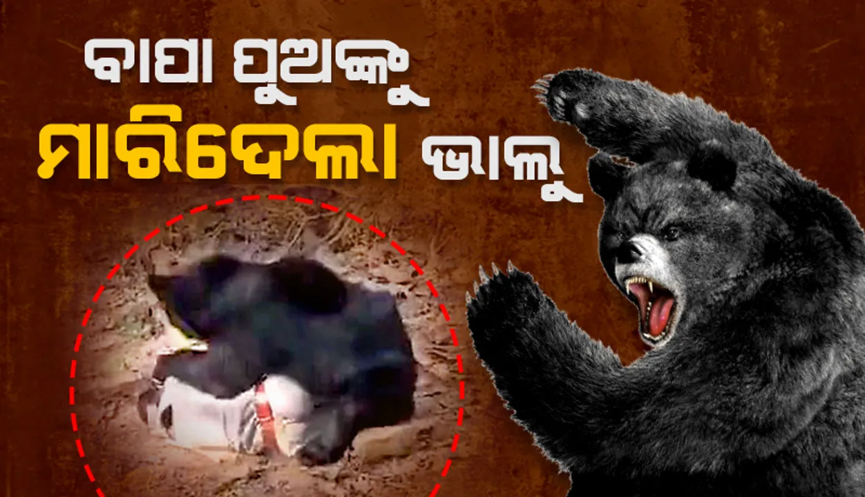  ନରହନ୍ତା ଭାଲୁର ଆତଙ୍କ: ବାପା, ପୁଅଙ୍କୁ ମାରିଦେଲା, ବନ କର୍ମଚାରୀ ଗୁରୁତର