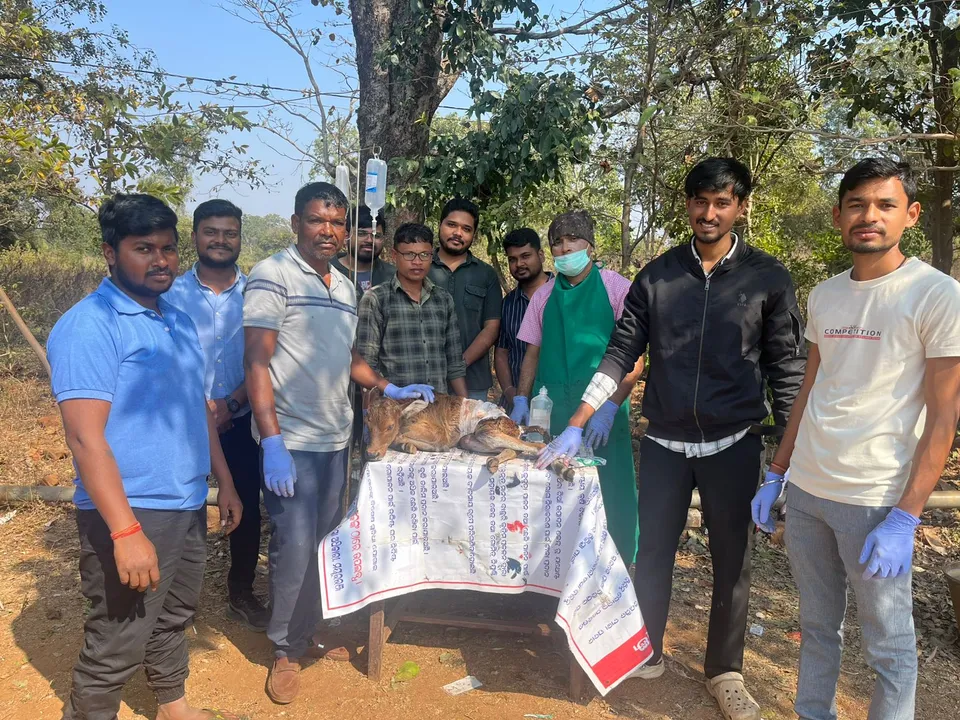  Calf operation in Rairangpur  Photograph: (Sambad ) 