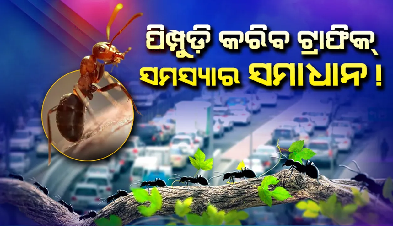  ପିମ୍ପୁଡ଼ି କରିବ ଟ୍ରାଫିକ୍‌‌ ସମସ୍ୟାର ସମାଧାନ!
