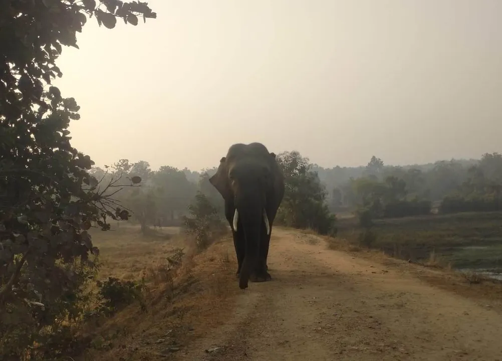  ଆଖି ବୁଜିଲା ଆହତ ଦନ୍ତା