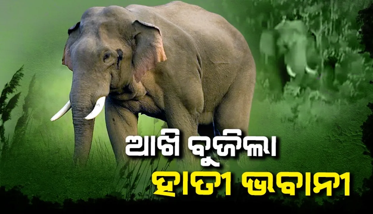  ବାର୍ଦ୍ଧକ୍ୟ ଯୋଗୁଁ  ପୋଷା ହାତୀ ଭବାନୀର ମୃତ୍ୟୁ