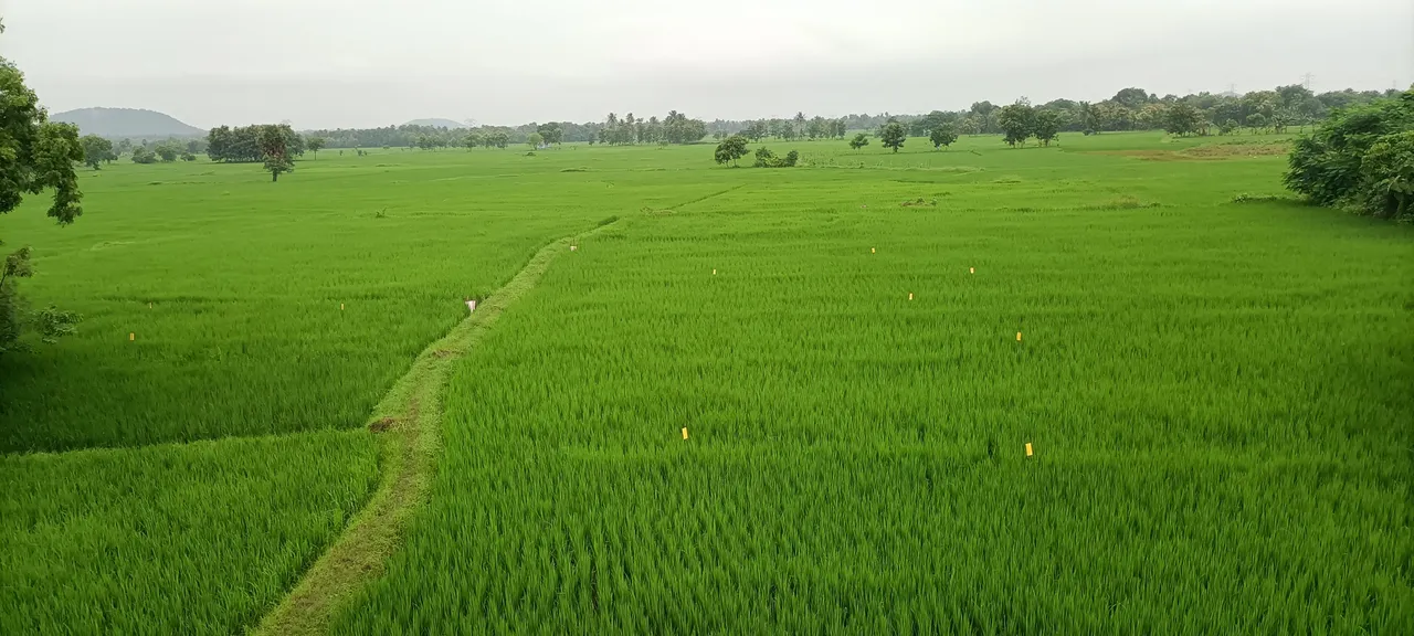  agriculture pm kishan Photograph: (Sambad ) 