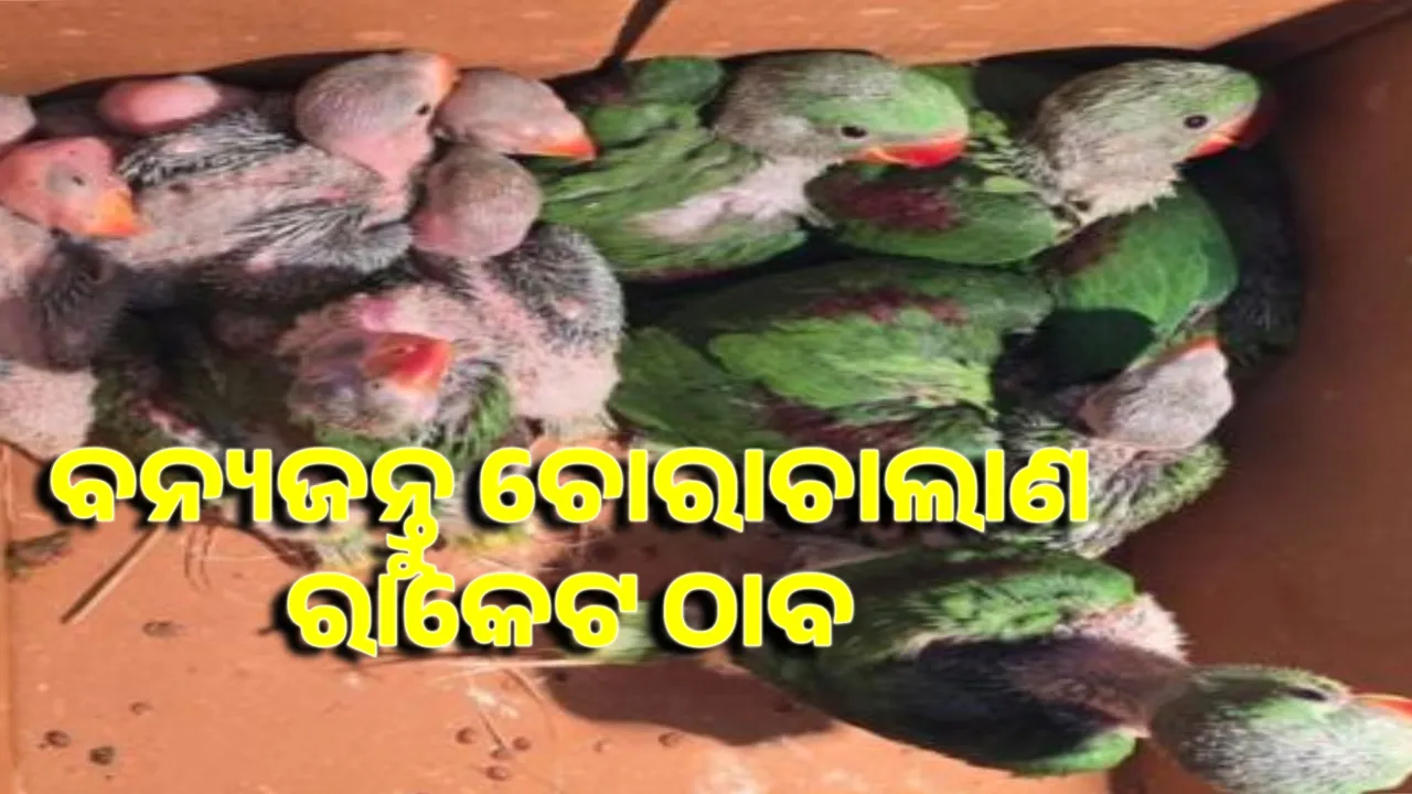 Wildlife smuggling racket  Photograph: (sambad.in) 