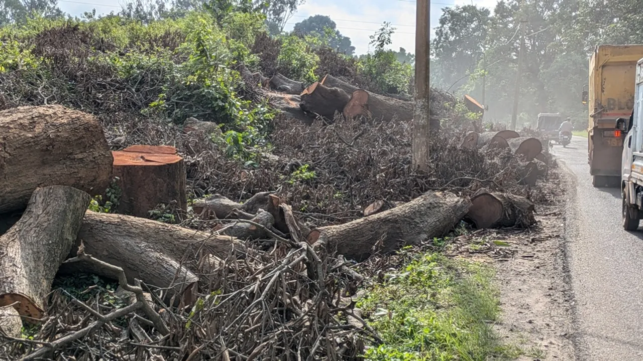  Tree cutting Photograph: (Sambad ) 