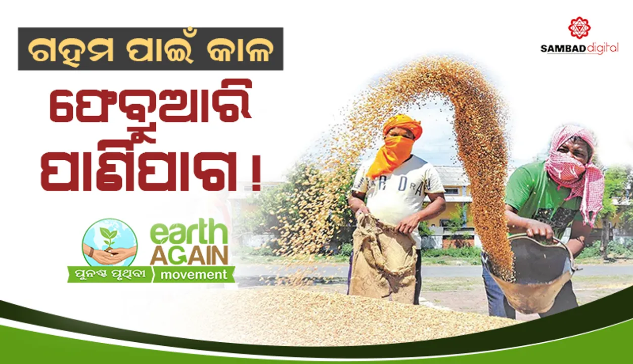  ଗହମ ପାଇଁ କାଳ ଫେବ୍ରୁଆରି ପାଣିପାଗ!