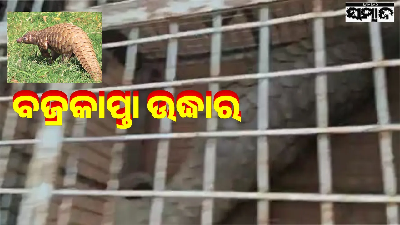   Indian pangolin rescue from the suburbs of Bhubaneswar Photograph: (sambad.in) 