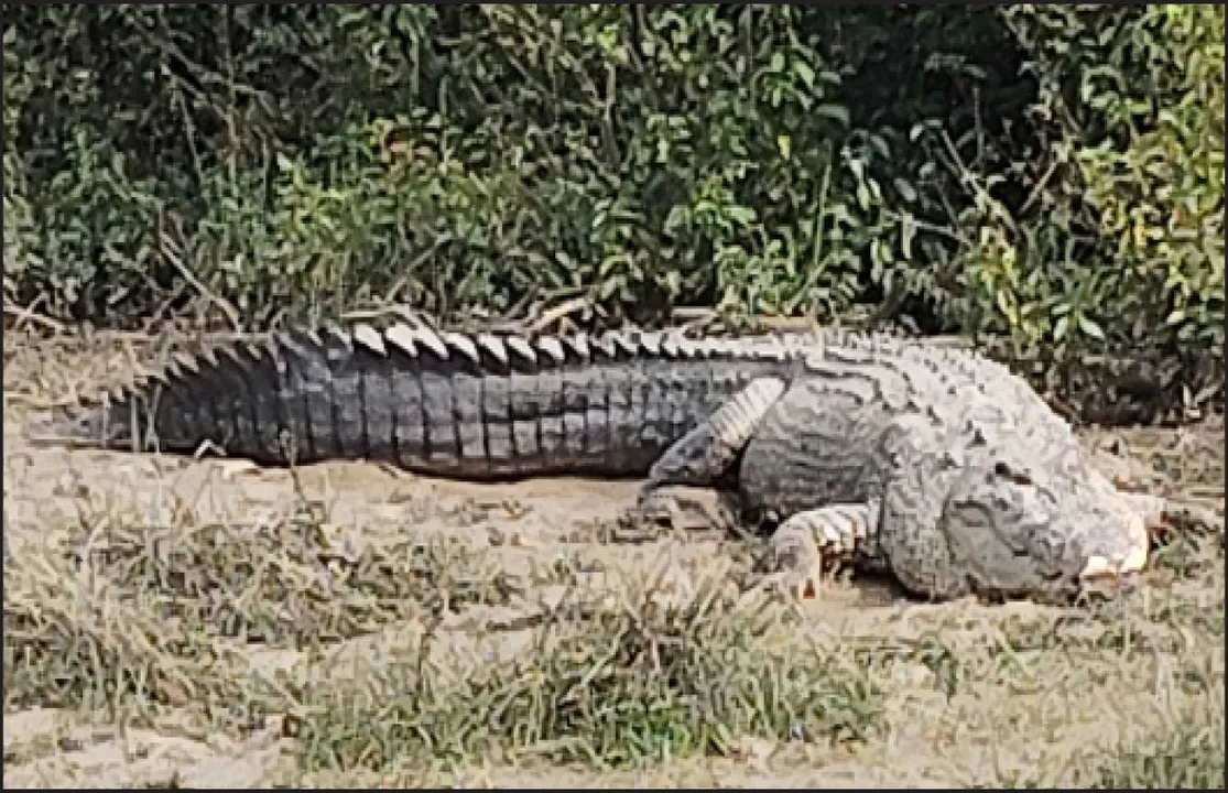  ଭିତରକନିକାରେ ବଉଳା କୁମ୍ଭୀର ସଂରକ୍ଷଣ: ପାଞ୍ଚ ଦଶନ୍ଧିର ସମୀକ୍ଷା