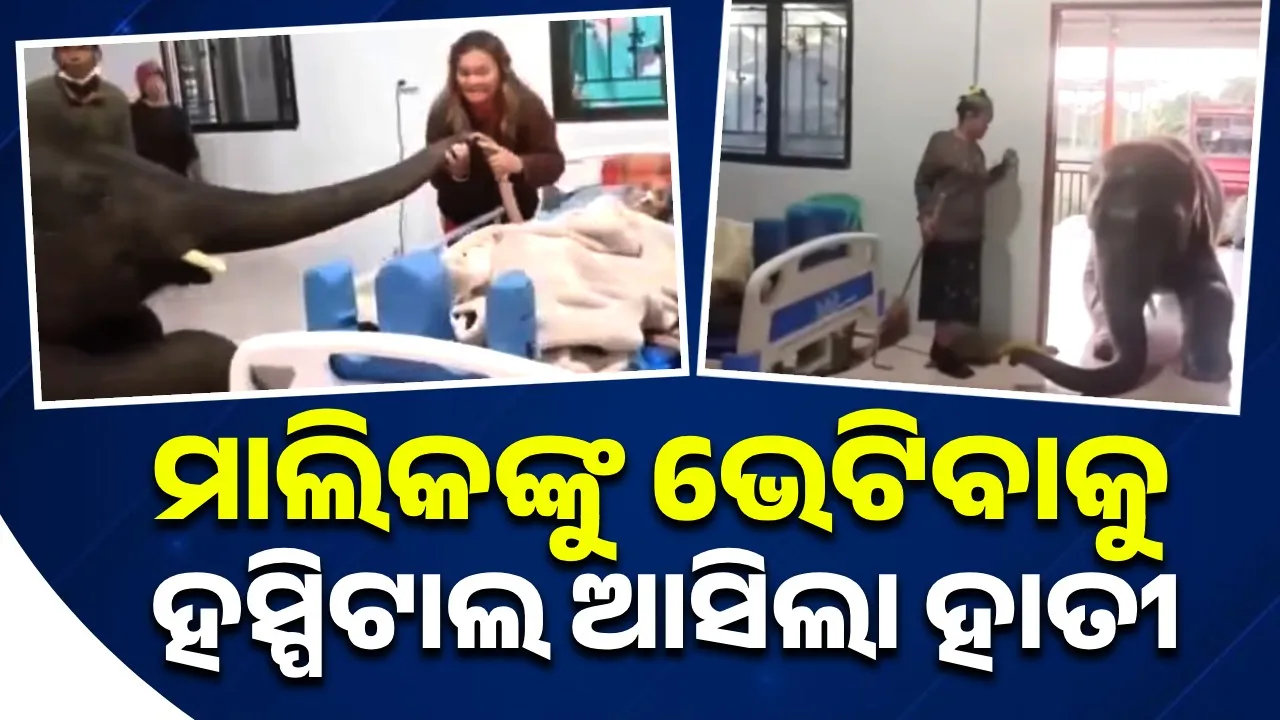  ଅସୁସ୍ଥ ମାଲିକଙ୍କୁ ଭେଟିବା ପାଇଁ ହସ୍ପିଟାଲରେ ପହଞ୍ଚିଥିଲା ହାତୀ