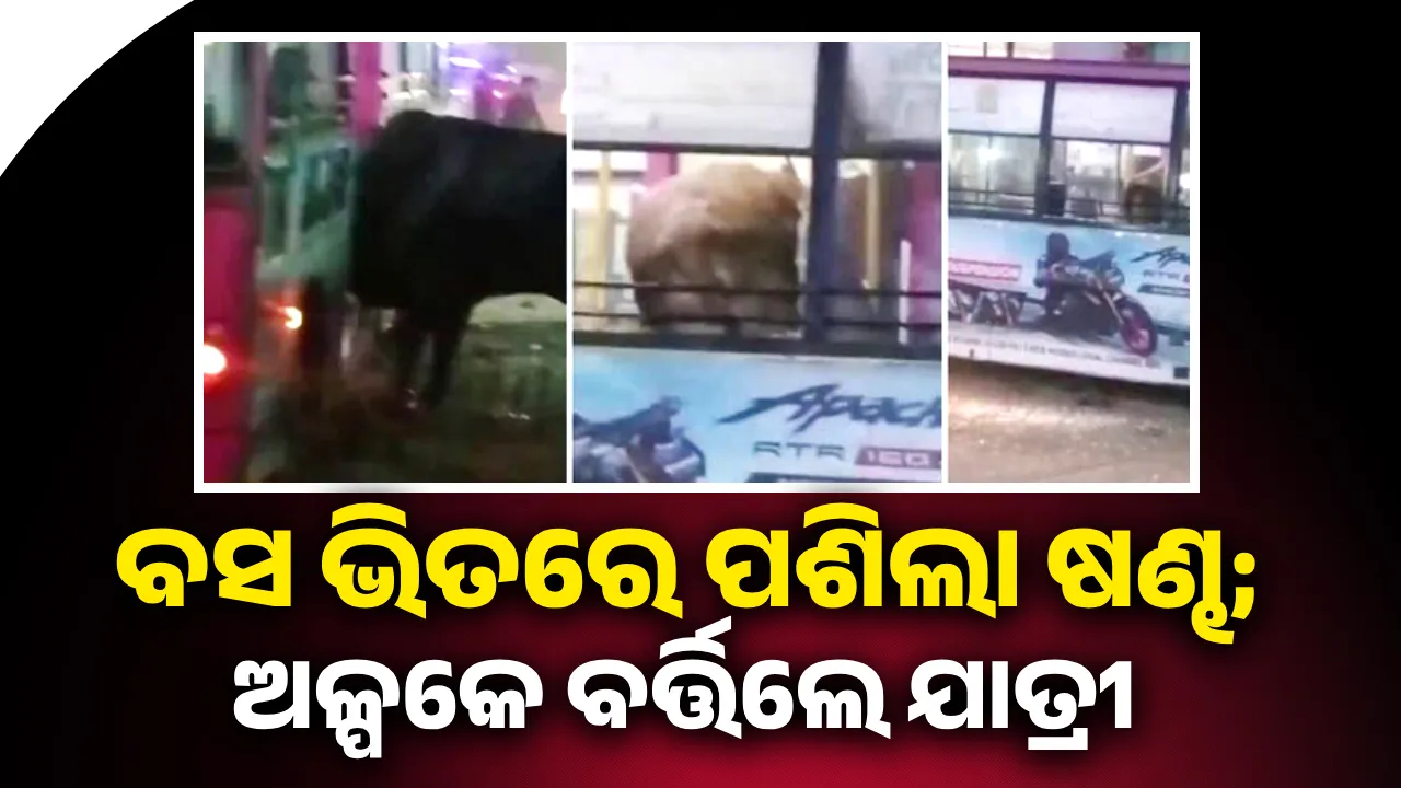 ଯାତ୍ରୀବାହୀ ବସ ଭିତରେ ପଶିଲା ଷଣ୍ଢ: ଦୌଡ଼ି ପଳାଇଲେ ଚାଳକ ଓ କଣ୍ଡକ୍ଟର