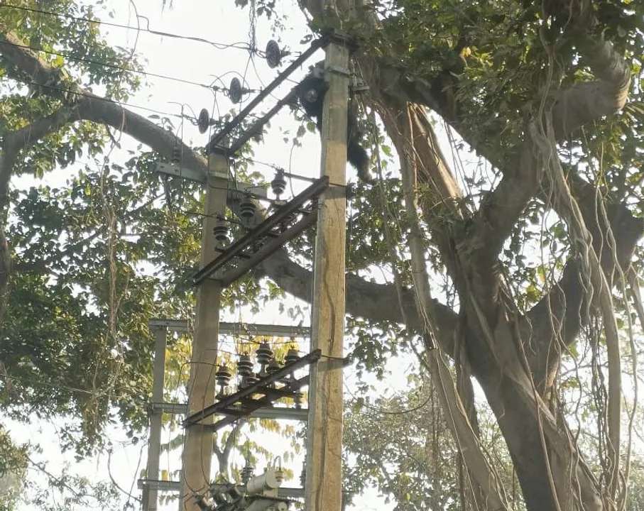 ଖାଦ୍ୟ ଅନ୍ବେଷଣରେ ଆସିଥିଲା ଭାଲୁ, ବିଦ୍ୟୁତ୍ ଆଘାତରେ ଉଡ଼ିଗଲା ପ୍ରାଣବାୟୁ