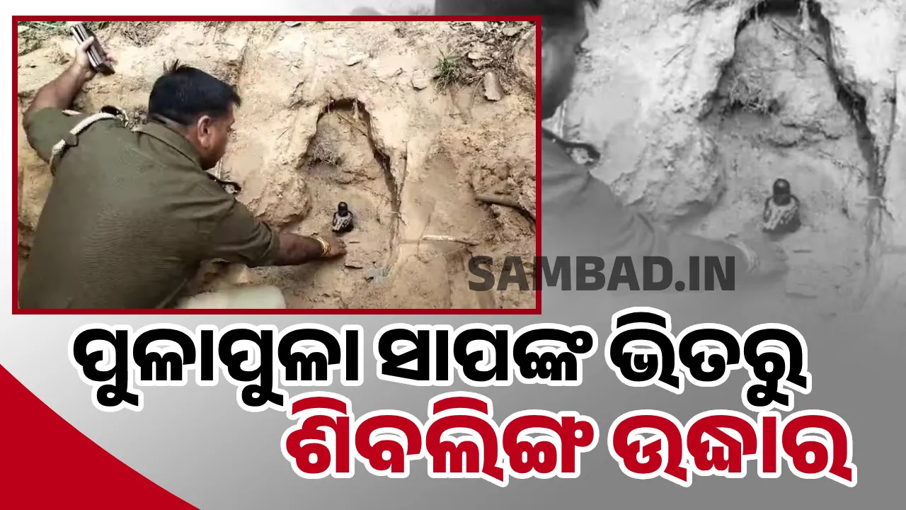  ପୁଳାପୁଳା ସାପଙ୍କ ଭିତରୁ ଉଦ୍ଧାର ହେଲେ ଶିବଲିଙ୍ଗ: ଶଙ୍ଖ, ହୁଳହୁଳି ନାଦରେ କମ୍ପି ଉଠିଲା ସ୍ଥାନ
