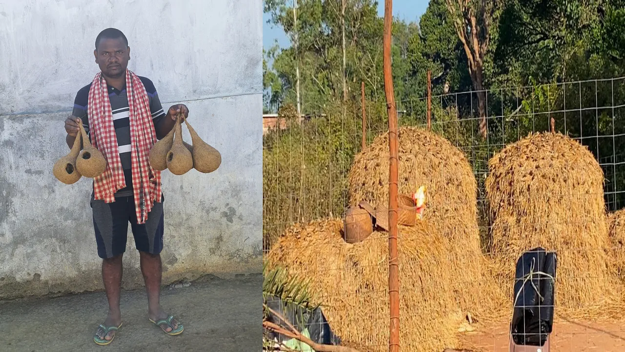  ଘରଚଟିଆ ଏବଂ ବାଇଚଢେଇଙ୍କର ସଂରକ୍ଷଣ ଓ ବଂଶ ବୃଦ୍ଧି ପାଇଁ କାର୍ଯ୍ୟ କରୁଛନ୍ତି ରେଭେନ୍ସା ବିଶ୍ଵବିଦ୍ୟାଳୟର ପିଏଚଡ଼ି ଗବେଷକ ଛାତ୍ର ରାଜେଶ Photograph: (sambad.in) 