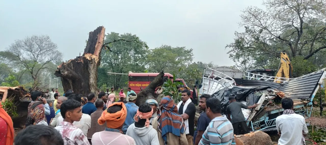  Remuna tree fall Photograph: (Sambad ) 