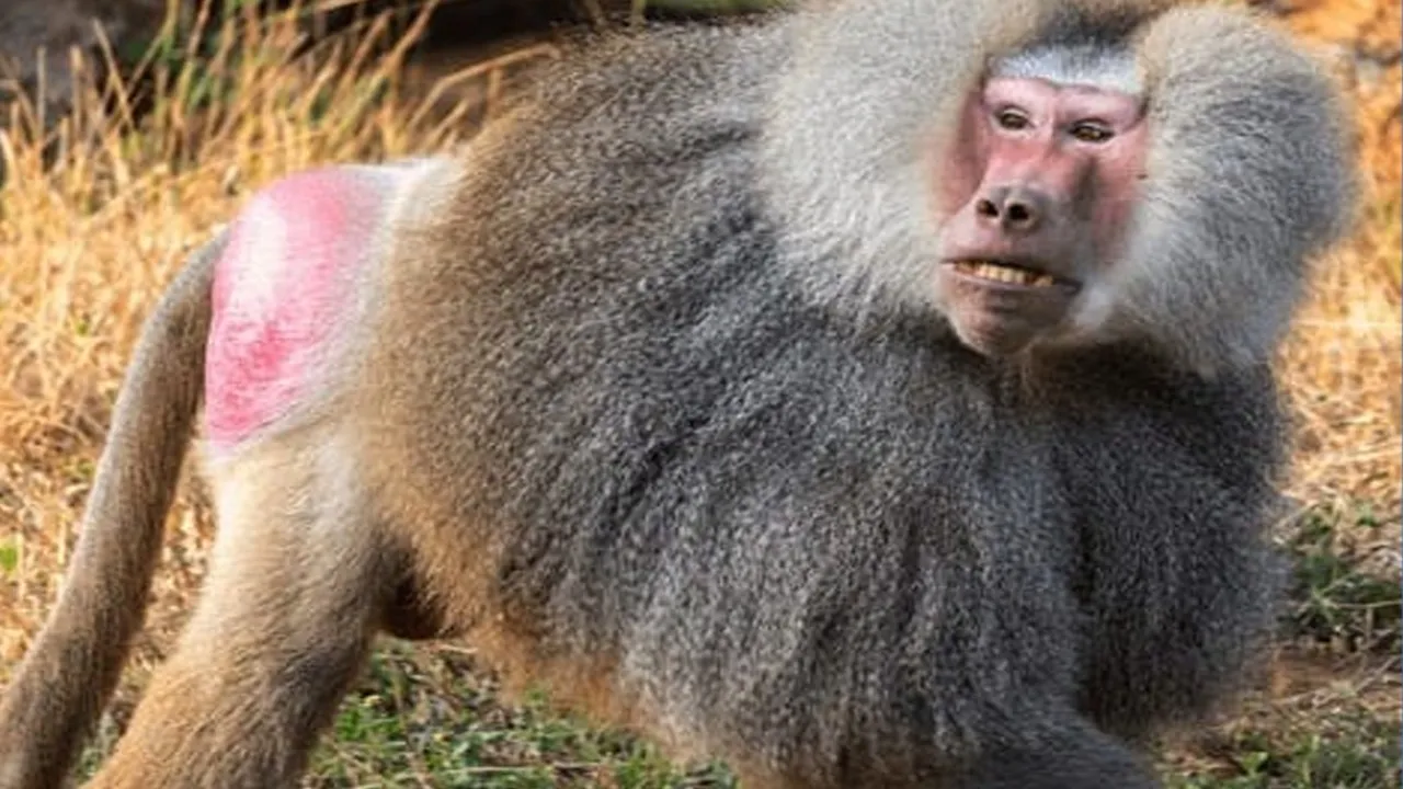  Baboon monkey Jaga dies Photograph: (sambad.in) 