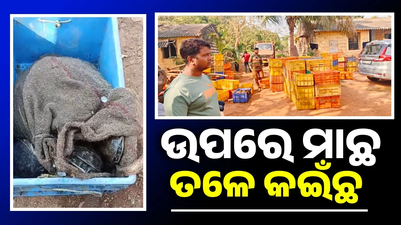  ଆନ୍ଧ୍ରରୁ ପଶ୍ଚିମବଙ୍ଗକୁ ଚାଲାଣ ହେଉଥିଲା କଇଁଛ; ଜଙ୍କିଆରେ ଧରିଲା ବନ ବିଭାଗ