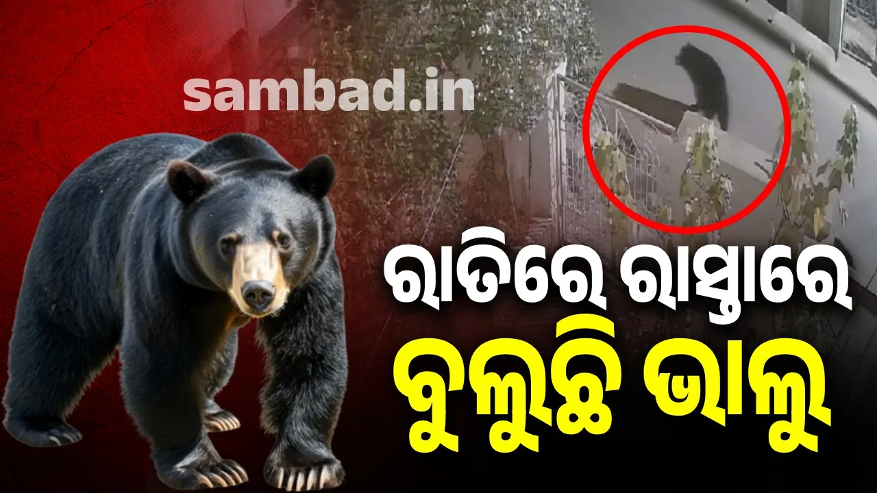  bear is roaming in the city of Malkangari Photograph: (sambad.in) 