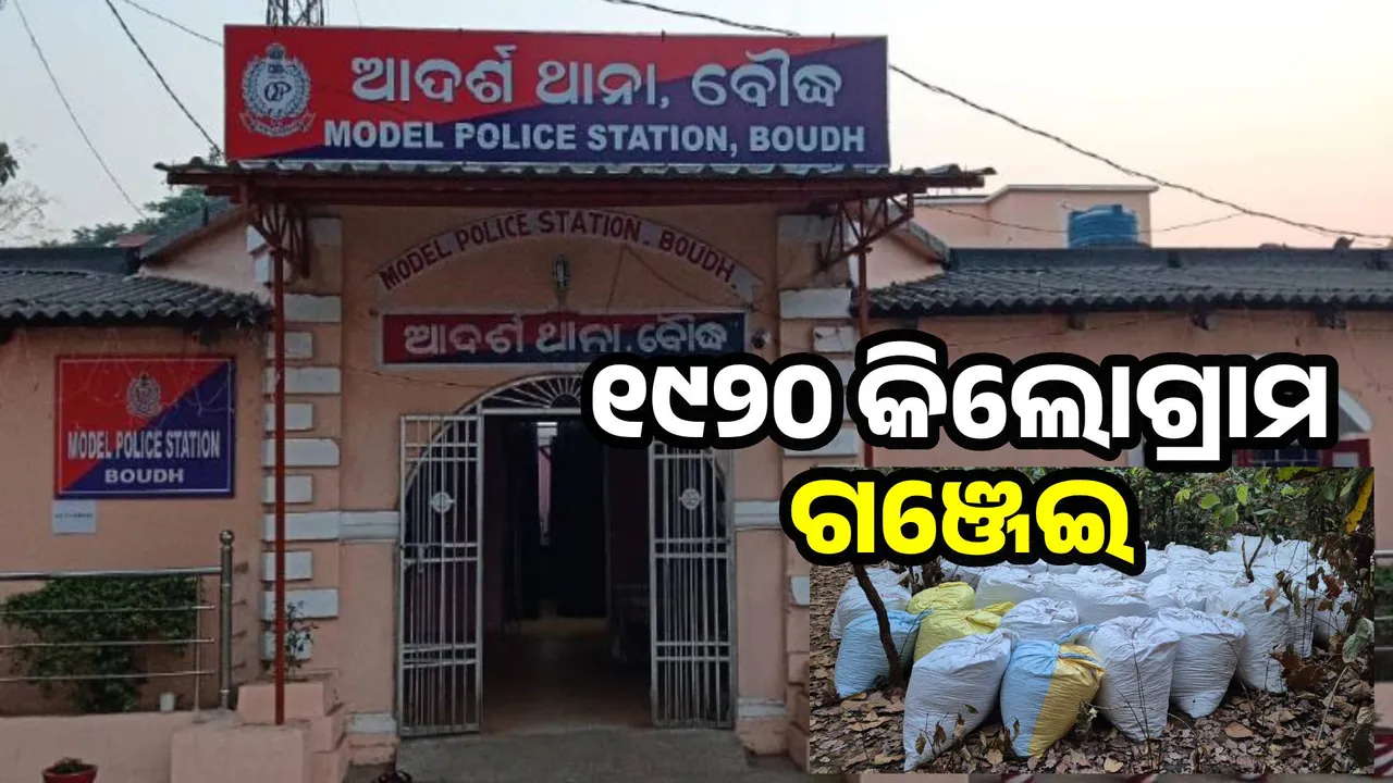  Police display 1920 kg of ganja seized from forest in court Photograph: (sambad.in) 