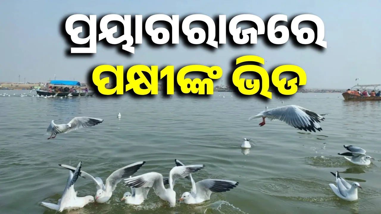  Photograph: (Sambad.in) 