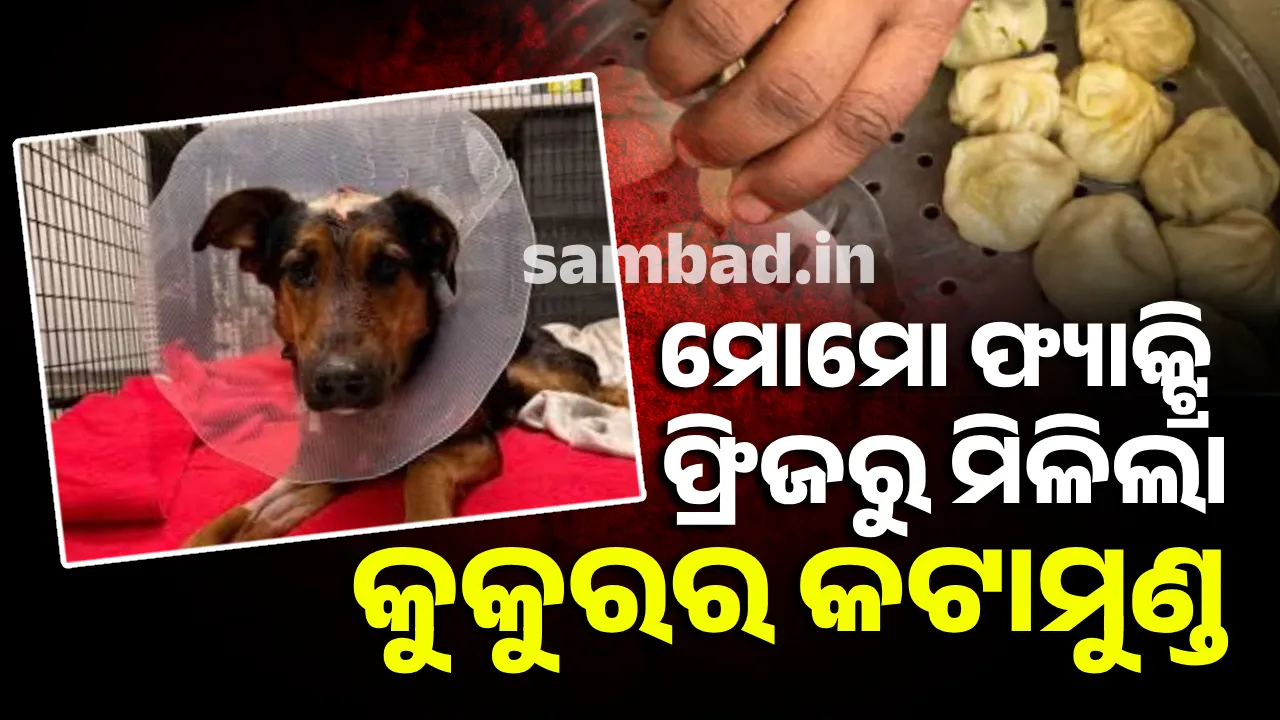  ମୋମୋ ଫ୍ୟାକ୍ଟ୍ରିର ଫ୍ରିଜରୁ ବାହାରିଲା କୁକୁରର କଟାମୁଣ୍ଡ