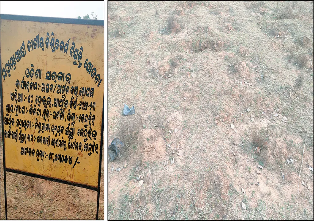  ଫଳକ ଅଛି, ଗୋଟିଏ ବି ଗଛ ନାହିଁ: ବୃକ୍ଷରୋପଣ ନାଁରେ ୧୮ ଲକ୍ଷ ସ୍ବାହା
