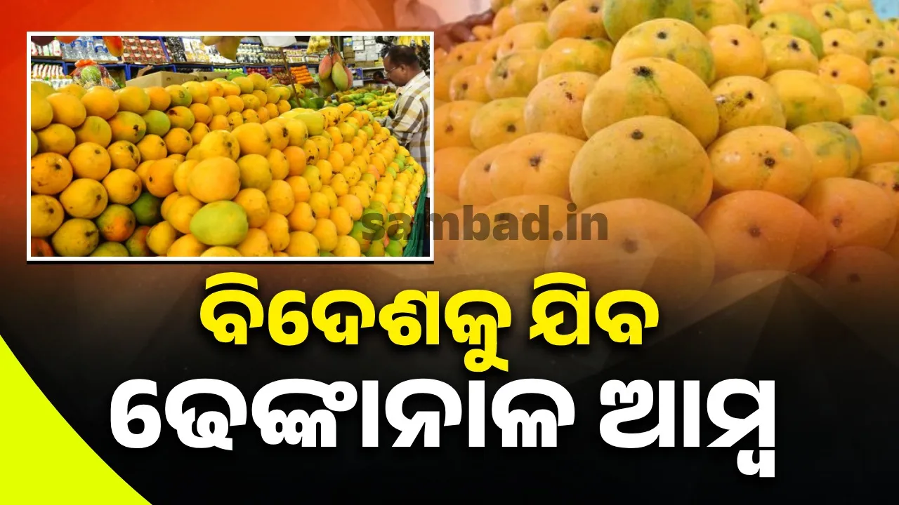  Odisha mangoes to be exported abroad Photograph: (sambad.in) 