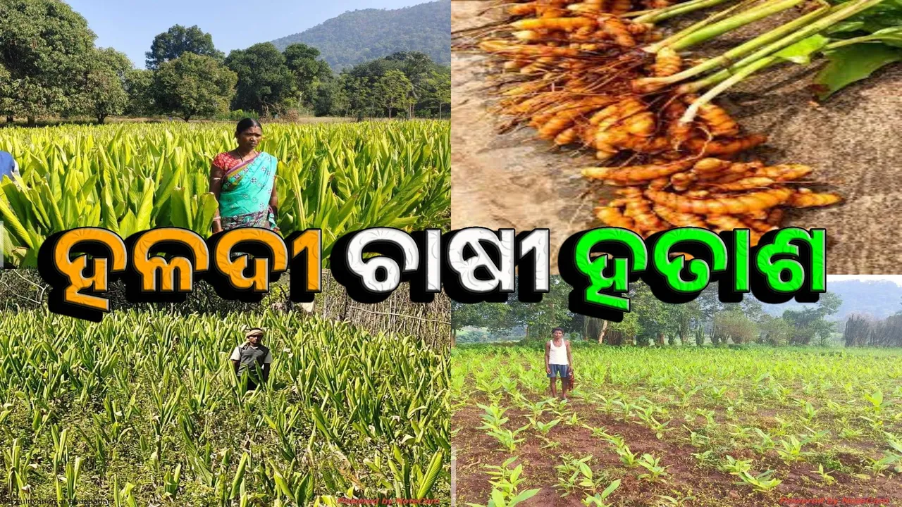  turmeric farmer in malkangiri Photograph: (sambad.in) 